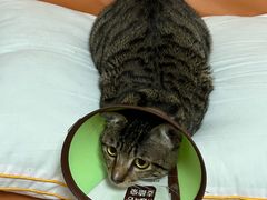 -瑞派动物医院·绝育·犬猫全科·预防医学(光景江南中店)