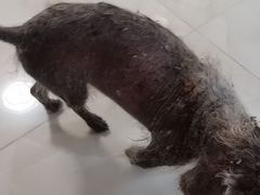 -严国平动物医院(德政总院)