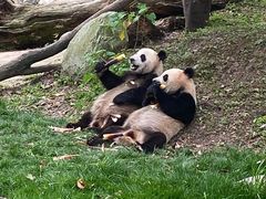 -都江堰中华大熊猫苑