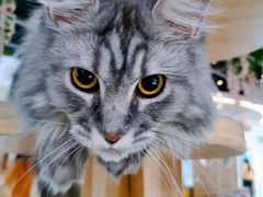 -猫和宫(六道口店)