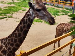 -西霞口神雕山野生动物世界