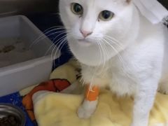 -创凡宠物医院·骨专科  猫科中心(西乡分院)