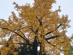 -四川大学(华西校区)