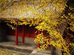 -北京艺术博物馆(万寿寺)