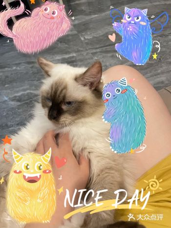 有啥是家有️猫更快乐的事情嘛