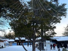 -北海道神宫