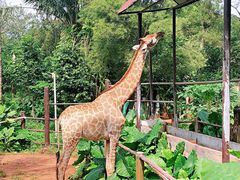 -海南热带野生动植物园