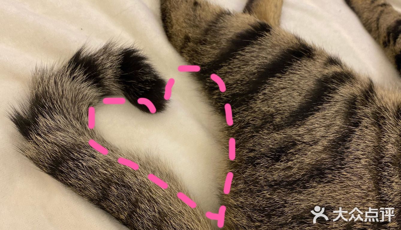 收养的流浪猫，真是越来越可爱，越看越好看