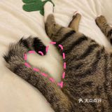 收养的流浪猫，真是越来越可爱，越看越好看