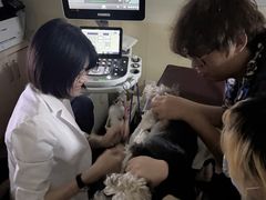 -美联众合动物医院·24h转诊中心