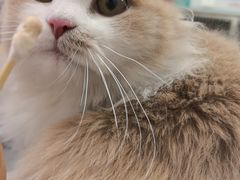 -瑞派康怡24h宠物医院·犬猫医疗中心·微创绝育(瑞景分院)