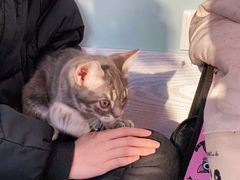 -纳吉亚猫专科动物医院·北北分院