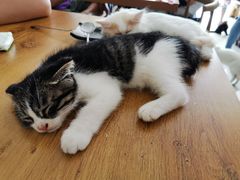 -平行世界·猫咖(首经贸店)