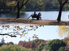 -上海共青森林公园