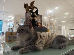 -楼上猫咖(罗湖店)