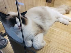 -屋虎猫馆(宝安大仟里店)