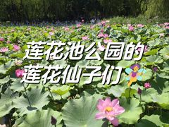 -莲花池公园
