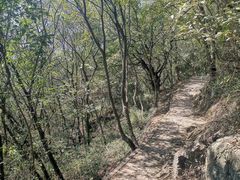 -上海佘山国家森林公园天马山园