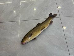 -蜀香川菜鱼庄(然乌店)
