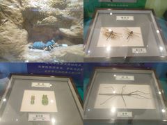 -上海昆虫博物馆