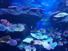 -暹罗海洋世界
