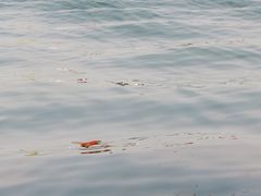 -丁香湖公园