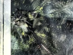-青藏高原野生动物园
