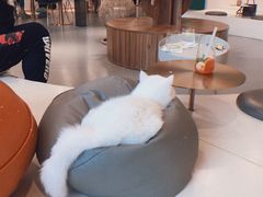 -飞行喵MR PILOT|猫舍·猫咖(静安大融城店)