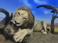 -国家自然博物馆