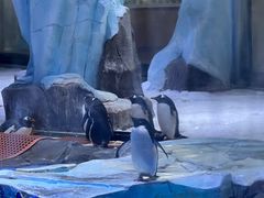 -上海海昌海洋公园
