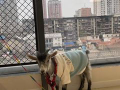 -怪兽屋·羊驼·猫咖·狗咖(俊华广场店)