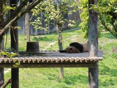 -中国大熊猫保护研究中心雅安碧峰峡基地