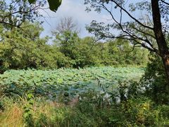 -西溪国家湿地公园