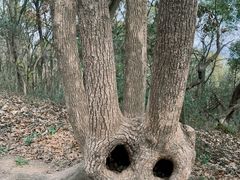 -上海佘山国家森林公园天马山园