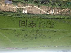 沈阳稻梦空间稻米文化主题公园-稻梦空间