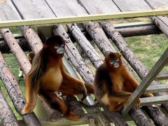-西霞口神雕山野生动物世界