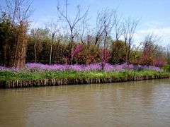 -溱湖国家湿地公园