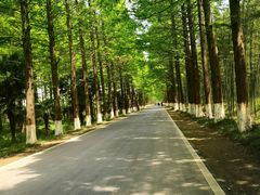 -黄海国家森林公园