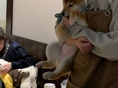 -逗柴咖啡屋·狗咖猫咖宠物桌游