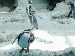 -帝企鹅自助餐厅•儿童岛•真企鹅(长隆企鹅酒店)