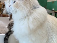 -藏猫猫咖啡主题馆(中央大道店)