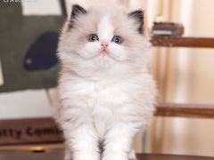 -小猫来了·猫舍(红山六九七九店)