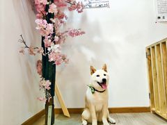 -柴迷FANS CLUB·柴犬狗咖·猫咖