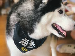 -Husky Go! 哈士奇体验馆·宠物咖啡厅狗咖