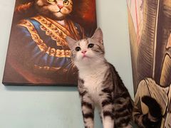 -猫小院猫主题餐厅(三里屯店)