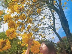 -天适樱花悠乐园