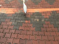 -吉隆坡雀鸟公园