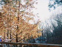 -白水寺森林公园