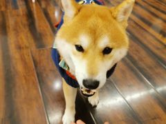 -豆柴町-柴犬主题狗咖(红鼎国际C座店)