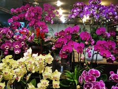 -双季花艺园艺市场(浦东店)